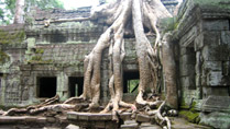 Creepers at Angkor