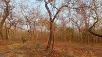 Bird Watching at Yok Don National Park Vietnam Bird Watching at Yok Don National Park Vietnam