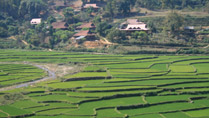 des rizières en terrasses à Tuan Giao, la province de Dien Bien