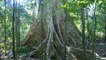 L'arbre de Tung au parc national de Nam Cat Tien
