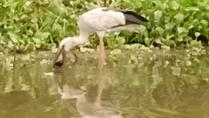 Birding at Van Long Wetland Reserve Vietnam Birding at Van Long Wetland Reserve Vietnam