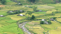 Golden rice terraces in Sapa
