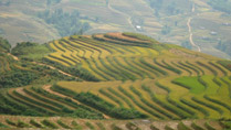 Les rizières en terrasses à Sapa Vietnam