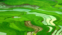 Rice terraces at Cao Pha Valley