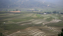 Captivating rice terraces at Tu Le, Ye Bai