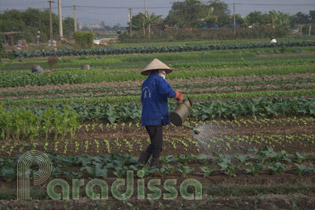 Tilling vegetable farms in Bac Ninh