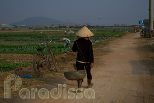 A lady working to work on her vegetable farm in Bac Ninh