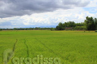 Lovely rice fields in the countryside of Binh Dinh, Vietnam