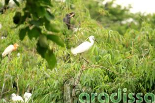 Storks at the bird park of Bang Lang, Thot Not, Can Tho