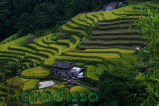 Golden rice terraces at Hoang Su Phi