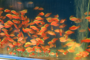 Des poissons rouges