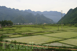Rice fields in the Mai Chau Valley