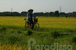 Rice fields around Nom Village