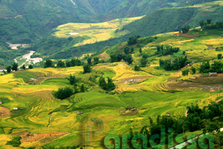 Golden rice terraces at Y Ty, Bat Xat