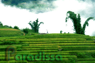 Green rice rice terraces at Bat Xat