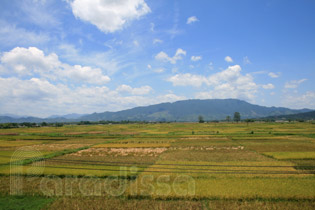 thanh thuy rice fields