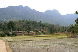 Rice fields at Dinh Hoa Thai Nguyen
