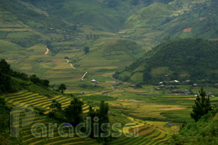 Some golden rice terraces by the Khau Pha River