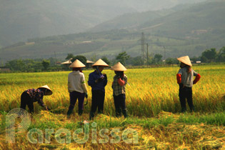 Harvesting in Muong Lo Valley