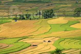 Tu Le Cao Pha Valley, Yen Bai, Vietnam