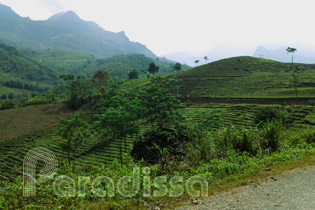 Tea plantations at Suoi Giang, Van Chan