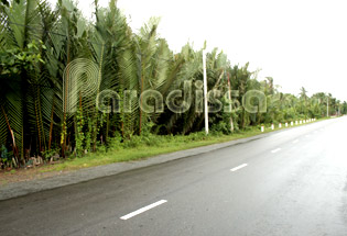 Roads in Ben Tre are lined with coconut forests