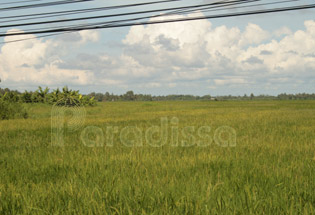 Rice field outside of Ca Mau City