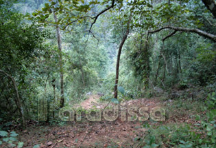 Forest around Pac Bo - Cao Bang - Vietnam