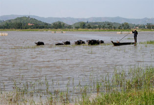 Water buffalo bathing in the Lak Lake