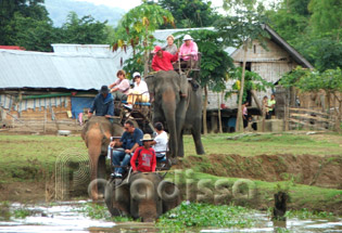 Elephant ride by the Lak Lake