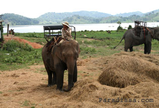 Les éléphant au Lac Lak Buon Ma Thuot