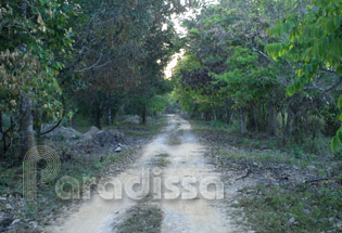 un sentier forestier à Cat Tien près de Ta Lai