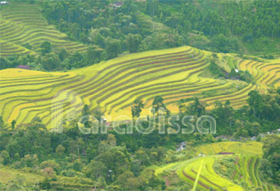 Rizières en terrasses à Hoang Su Phi - Ha Giang