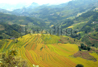 Rizières en terrasses à  Xin Man Ha Giang Vietnam