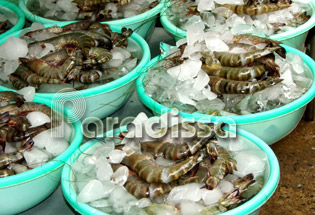 Des crevettes fraîches dans un marché ouvert à Hanoi Vietnam