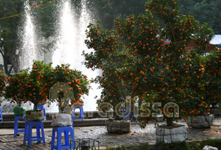 New year trees in Hanoi Vietnam