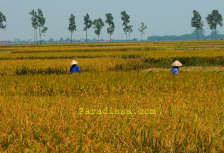 Des rizières dans le delta du fleuve Rouge au nord du Vietnam