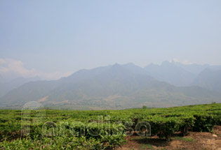 Tea plantations at Tan Uyen Town, Than Uyen District