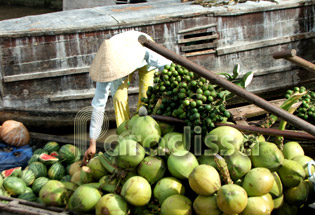 Un bateau porte des noix de coco sur le Mékong
