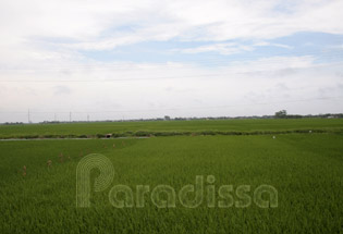 Rice field in Nam Dinh