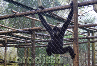 Centre de sauvetage des primates en voie de disparition