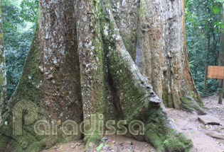 L'arbre de mille ans dans le parc national