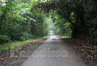 Le sentier dans le centre du parc national de Cuc Phuong