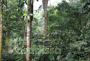 La forêt de Cuc Phuong