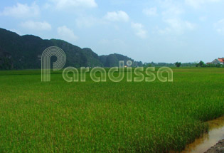 La rizière verte à Thung Nang Ninh Binh