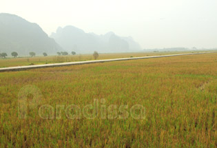 Rice field on the way to the Perfume Pagoda