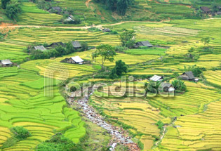Sapa golden terraces at the Muong Hoa Valley