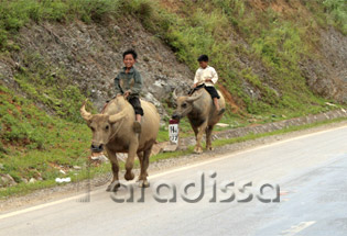 Buffalo riders in Son La Vietnam