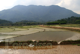 Rice fields at ATK Dinh Hoa, Thai Nguyen