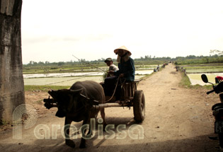 Buffalo cart at Ho Citadel of Thanh Hoa Province